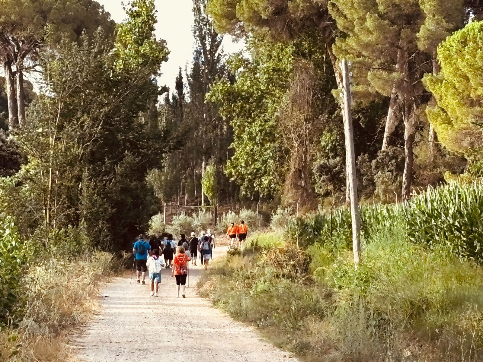 Peregrinos por un camino arbolado junto a un maizal