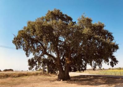 El roble de la caridad de San Gregorio en Pozoseco